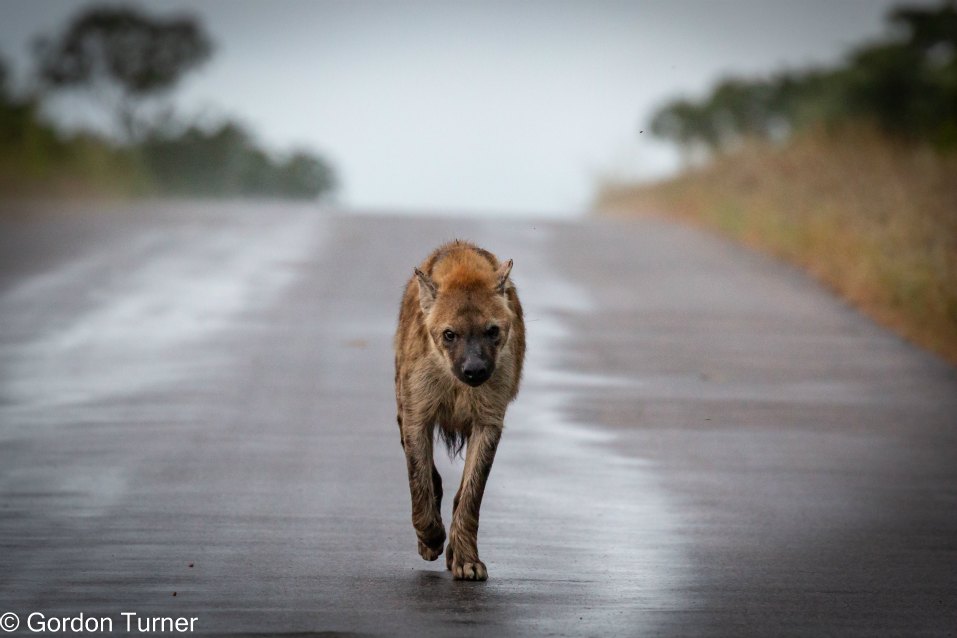 <h2>The Best of South Africa Escorted 2023</h2> 14 Nights | 6 Rounds | March 11 - 25